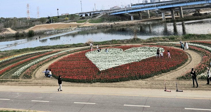 제2회 공릉천 튤립축제 20일 개최