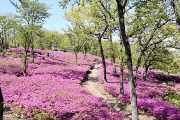 꽃 내음 가득한 ‘제3회 월롱산 철쭉제’ 개최