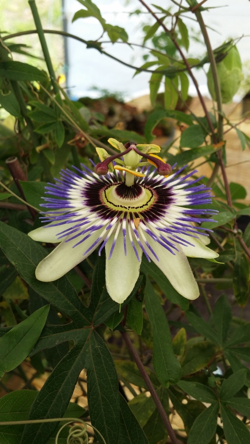 파주 심학산 돌곶이에 다시 피어난 ‘꽃’