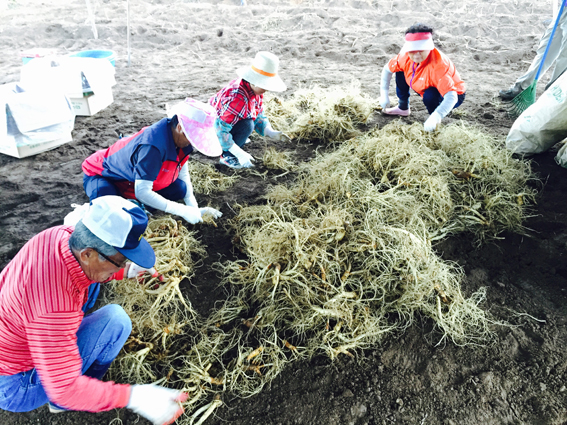 명품 6년근 파주개성인삼 수확 시작