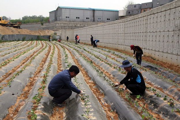 교하동 주민자치위, 연말불우이웃돕기 고구마 심기