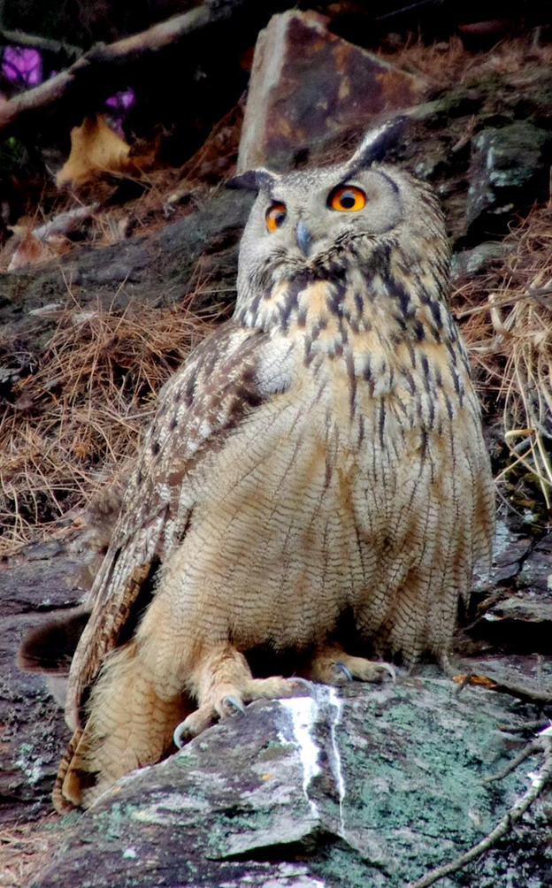 56호선 도로공사 현장 수리부엉이 서식지 조사 요구