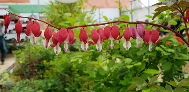 파주시야생화연구회, 야생화 봄꽃 전시회 열다